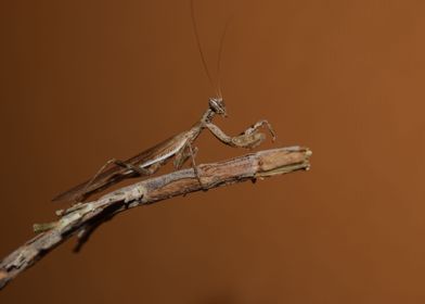 Male European dwarf mantis