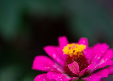 Blurred flower