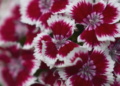 Red and White flowers