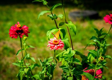 Butterfly on flower