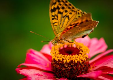 Butterfly on flower