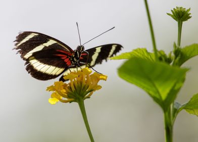 Heliconius