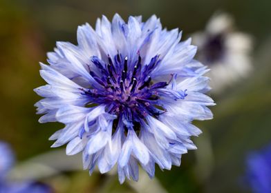 Blue flower