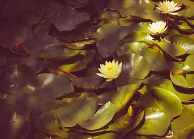 Water lily