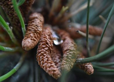 Pine thorn