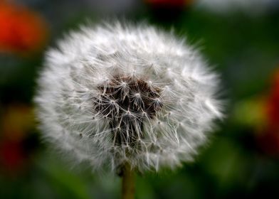 Dandelion