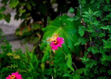 Butterfly on flower