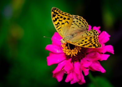 Butterfly on flower