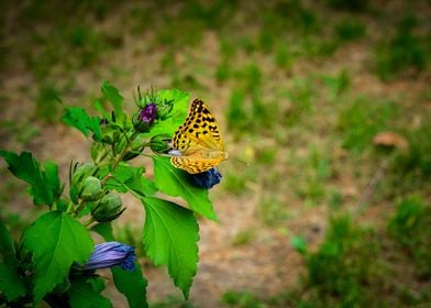 Butterfly on flower