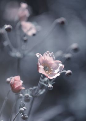 Pink anemone, garden,macro