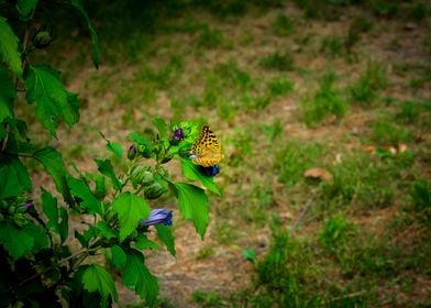 Butterfly on flower