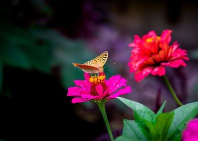 Butterfly on flower