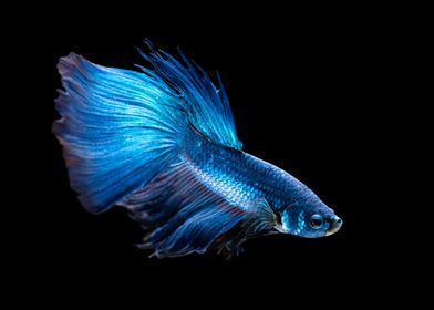 betta fish swimining