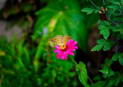 Butterfly on flower