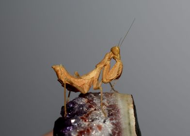 The mantis on the amethyst