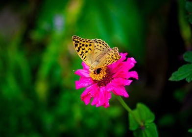 Butterfly on flower