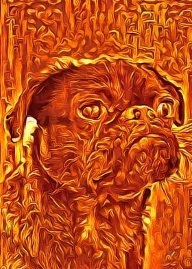 Pug Golden 1