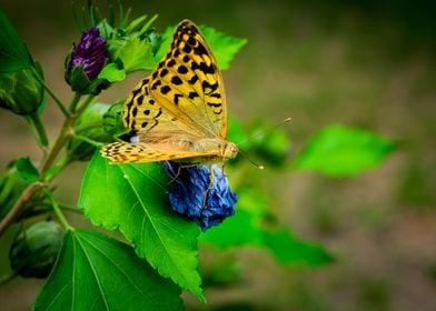 Butterfly on flower