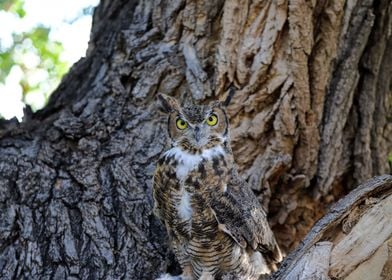 Great Horned Owl