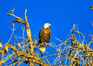 Bald Eagle Shrieking