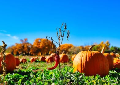 Fall in New Mexico