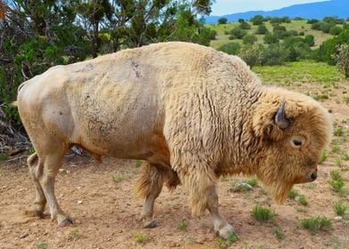 White Buffalo