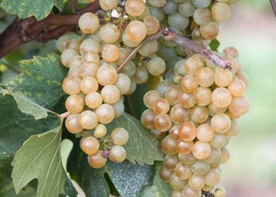 grape grows on vineyard 