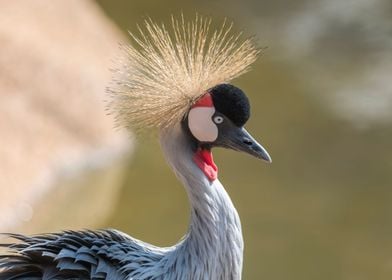 beautiful crowned crane