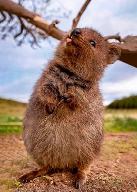 Quokka 