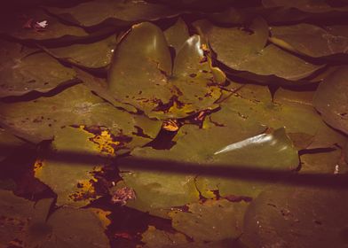 Frog in a pond