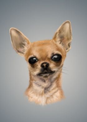 Chihuahua portrait