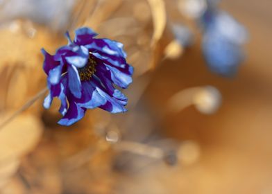 Purple anemone, macro