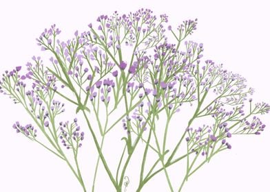 Lavender Baby Breath