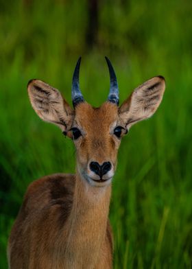 Heart shaped nose impala