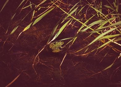 Frog in a pond