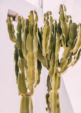 Cactus on White Background