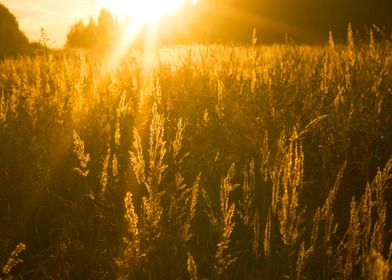 Golden Sunset Grass