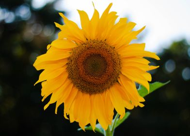 sunflower