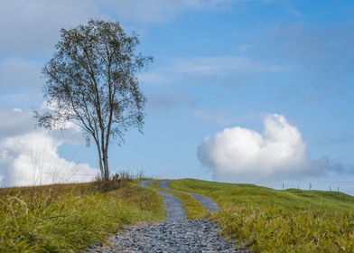 Lonely tree