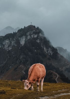 Cow Dinner