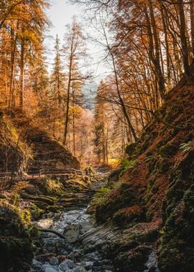 Autumn Gorge Switzerland