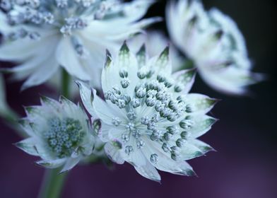 White flower, garden,macro