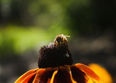 bee with spider 