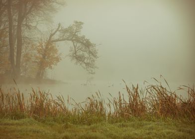 Autumn foggy lake in park