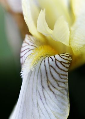 Yellow heavy lily flower