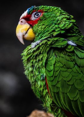 Funny Parrot Bird Macro