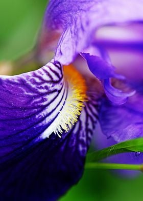 Purple iris flower 