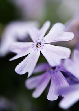 Delicate flowers in detail