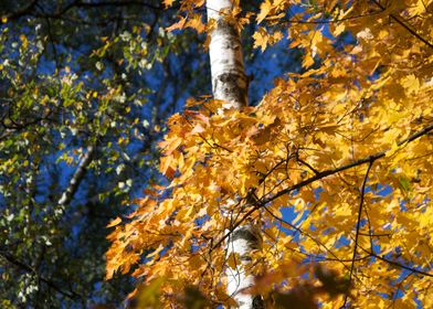 Autumn Forest