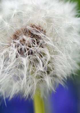 Details of a dandelion